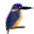 カワセミ